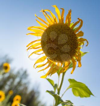 Beautiful yellow sunflower flowers grow on nature