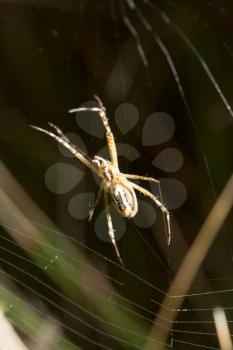 the spider sits on a wet web .