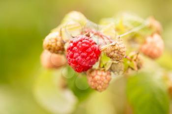 ripe red raspberries in the garden in the nature .