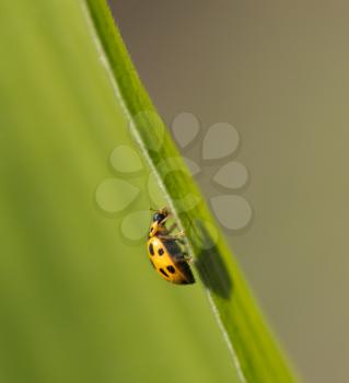 yellow ladybug in nature. macro