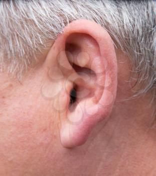 male ear. macro