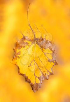 background of a beautiful autumn leaf