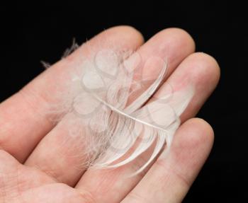 white feather in a hand on a black background. macro