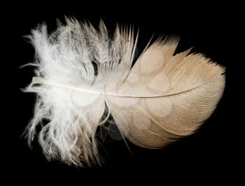 feather on a black background