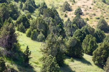 coniferous trees in the mountains in Kazakhstan