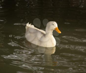 white duck in water