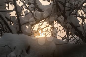 snow on the bare branches of a tree in the dawn sun