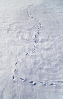 Multiple bird foot steps in a thin layer of snow