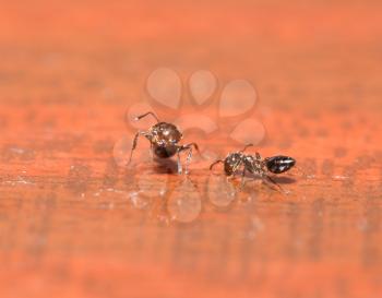 ants on a wooden background. macro