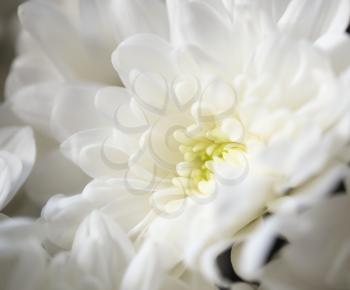 beautiful white flower