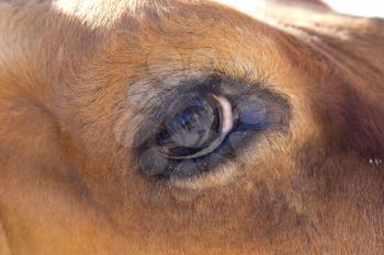 eye cows