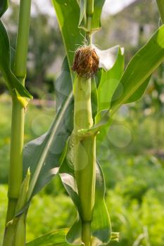ear of corn on the nature