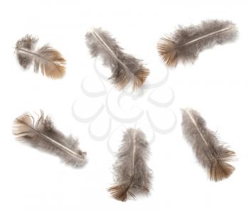 pigeon feather on white background