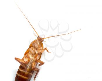 redhead cockroach on white background. macro