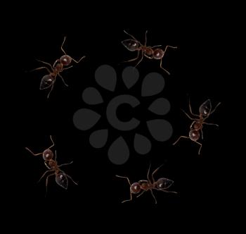 ants on a black background. macro