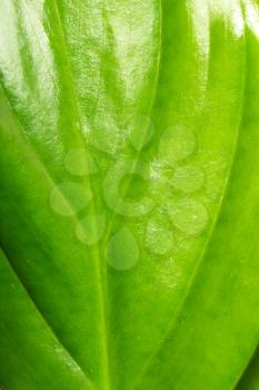 background of leaves of a flower. macro