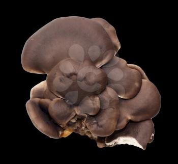 oyster mushrooms on a black background