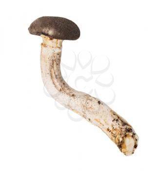 mushrooms. macro