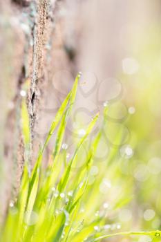 dew on the grass in nature