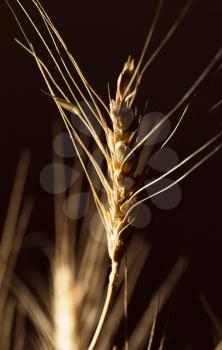 wheat on a black background. Macro