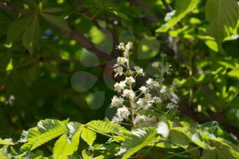 flowers of chestnut tree