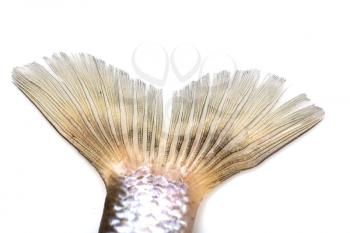 fish tail on a white background