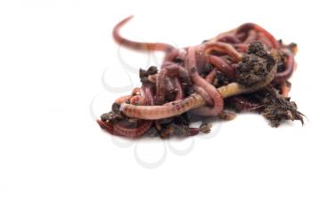 worm in the ground on a white background