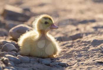 little duckling in nature