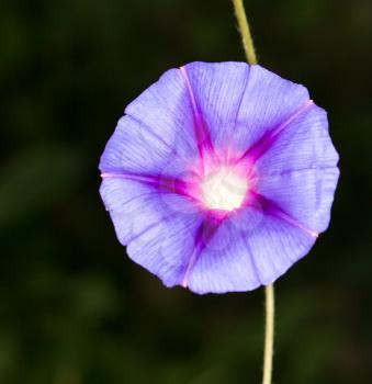 blue flower. close-up