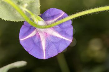 blue flower. close-up
