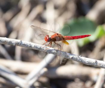 Red Dragonfly on nature. macro