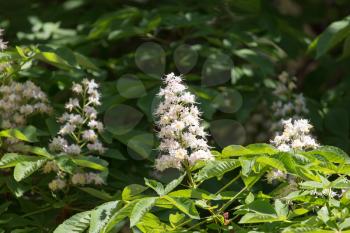 flowers of chestnut tree