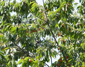 ripe cherries on a tree branch