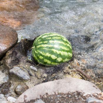 watermelon in the river