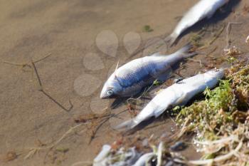 dead fish in the river