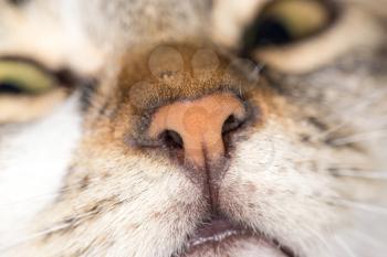 nose cat. close-up