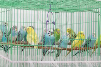 budgies in a cage