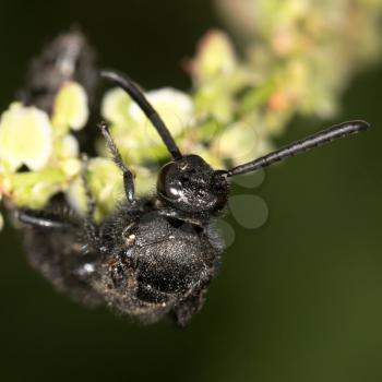 black bee on nature. close-up