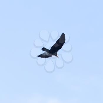 black crow in flight