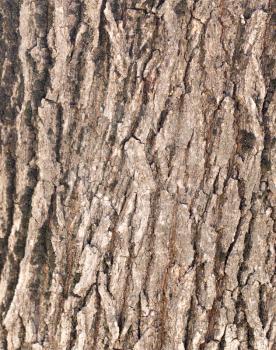background from the bark of an old tree