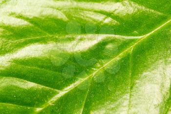 green leaf as background. macro