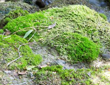 green moss on the nature