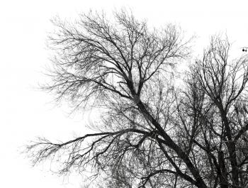 bare branches of a tree on a white background
