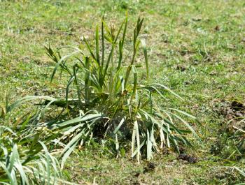 grass plant with big leaves
