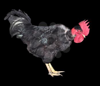 black cock on a black background