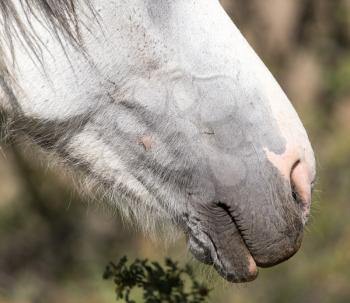 the nose of a white horse