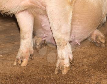 hoof pig farm
