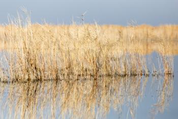 yellow reeds at the lake