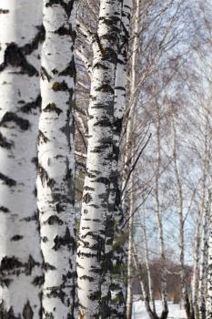 birch trunk in nature