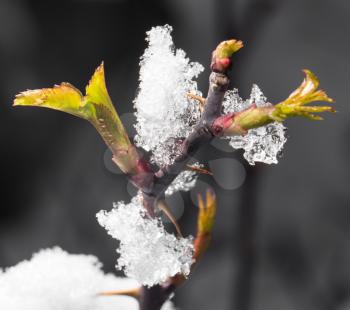 snow on the small green leaves in spring. close-up